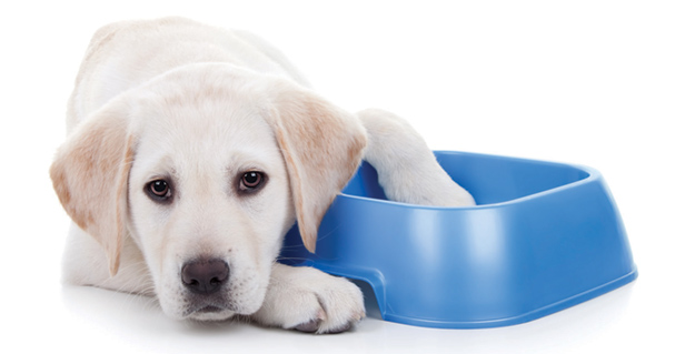 A sad dog rest his head on an empty water bowl